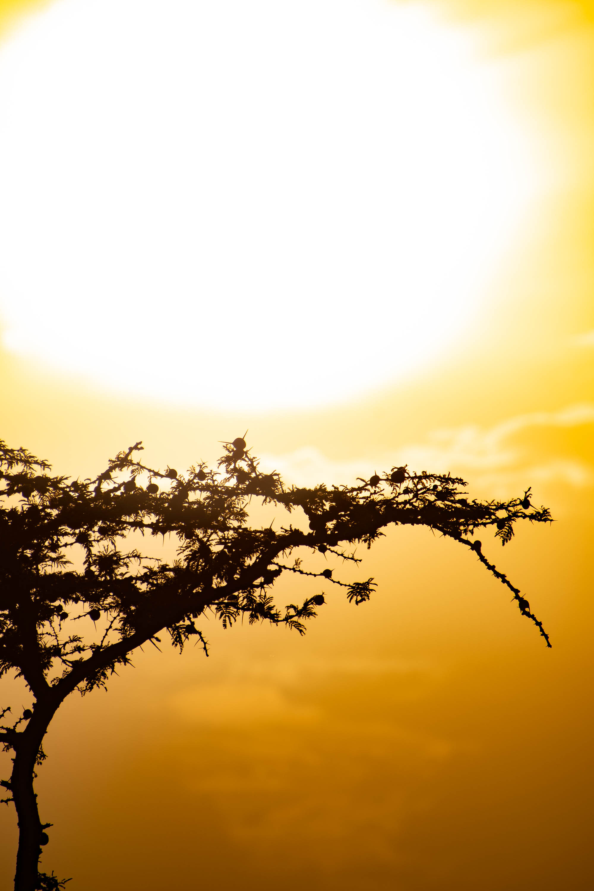 Acacia sunset